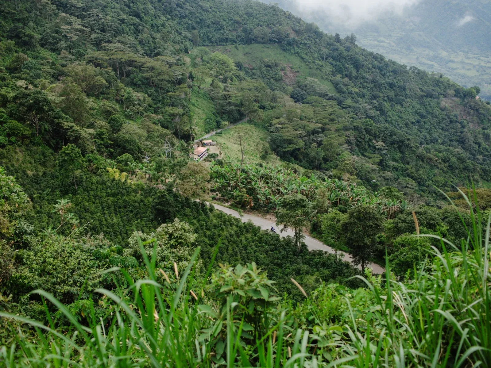 Ladera montañosa de vegetación densa con una carretera y neblina al fondo.