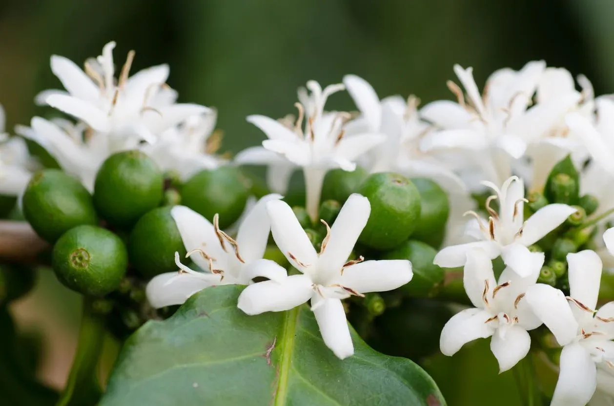 Flores blancas y frutos verdes de café en la rama.