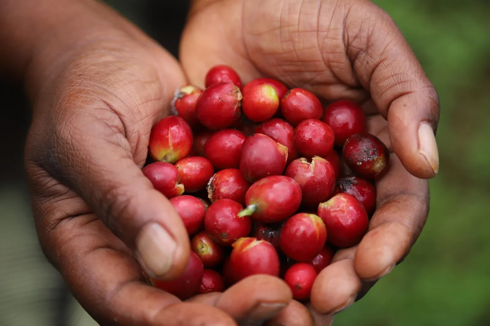 Dos manos sostienen cerezas de café rojas.