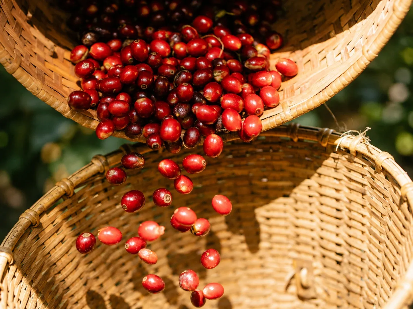 Cerezas de café rojas cayendo de una canasta tejida a otra.