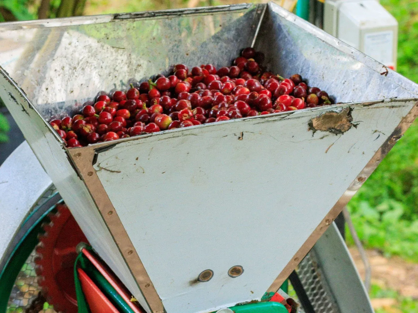Cerezas de café rojas dentro de una tolva metálica.