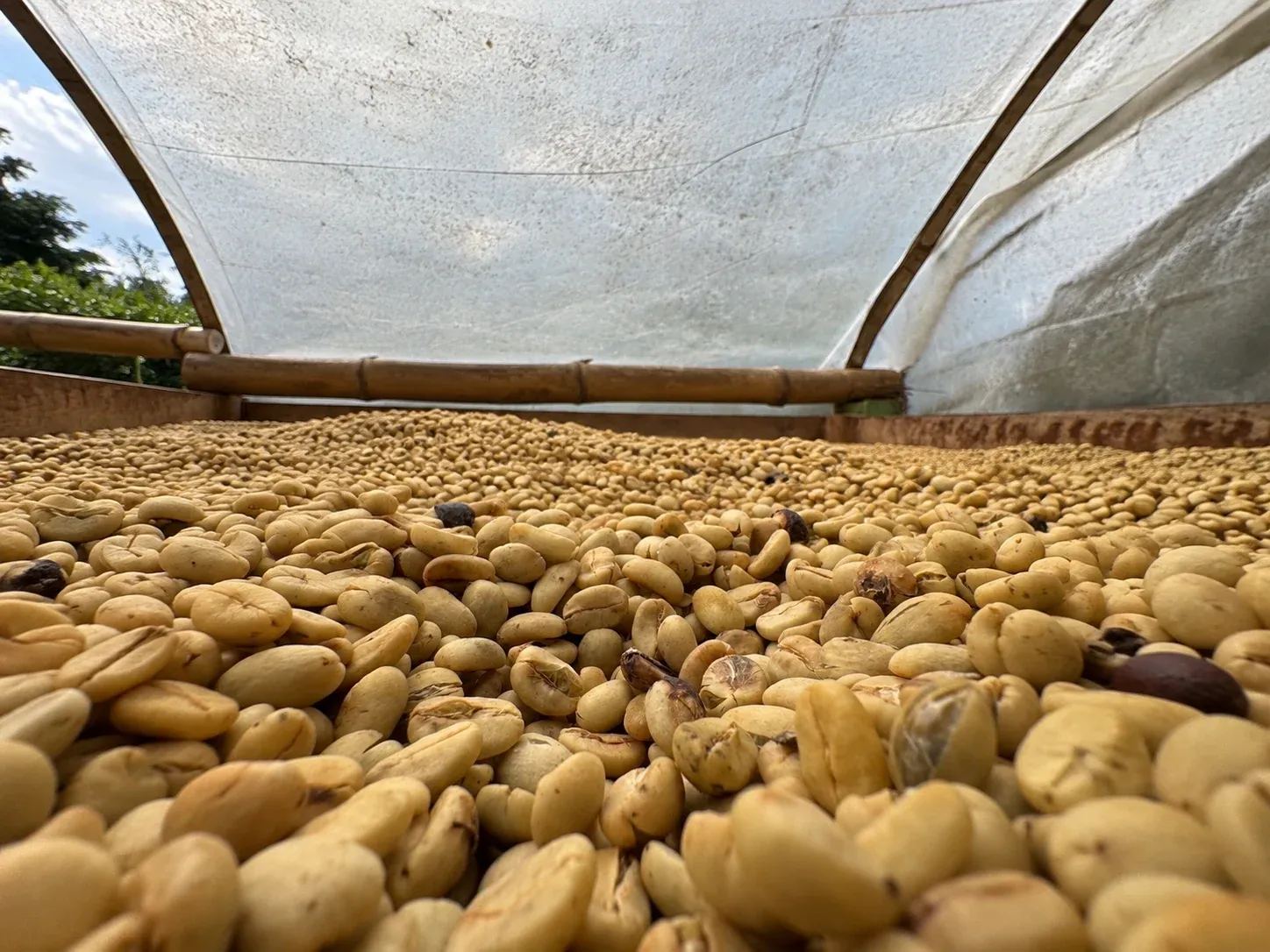 Granos de café claros extendidos bajo una cubierta de plástico.