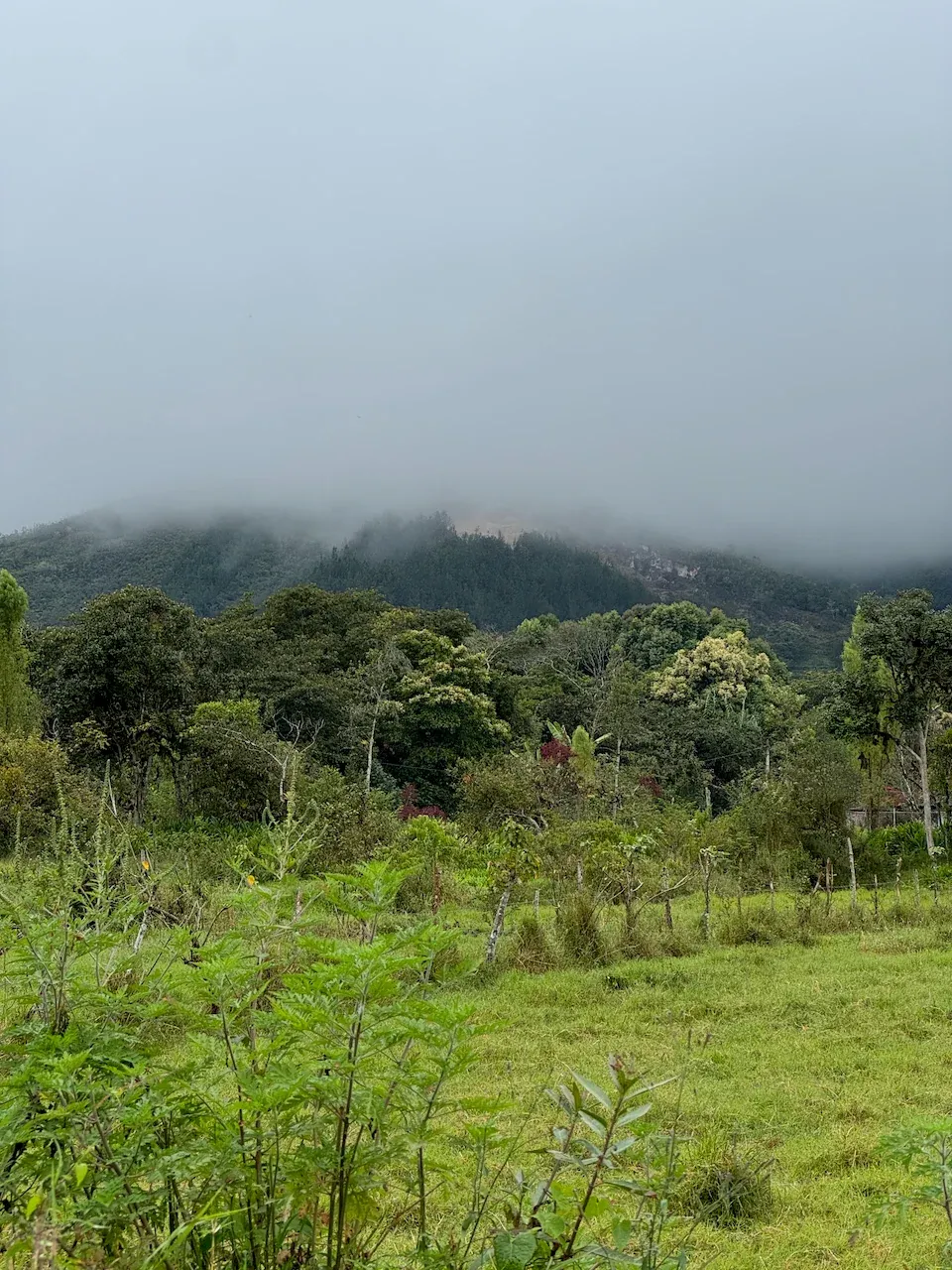 Montaña cubierta de neblina sobre árboles y un pastizal verde.