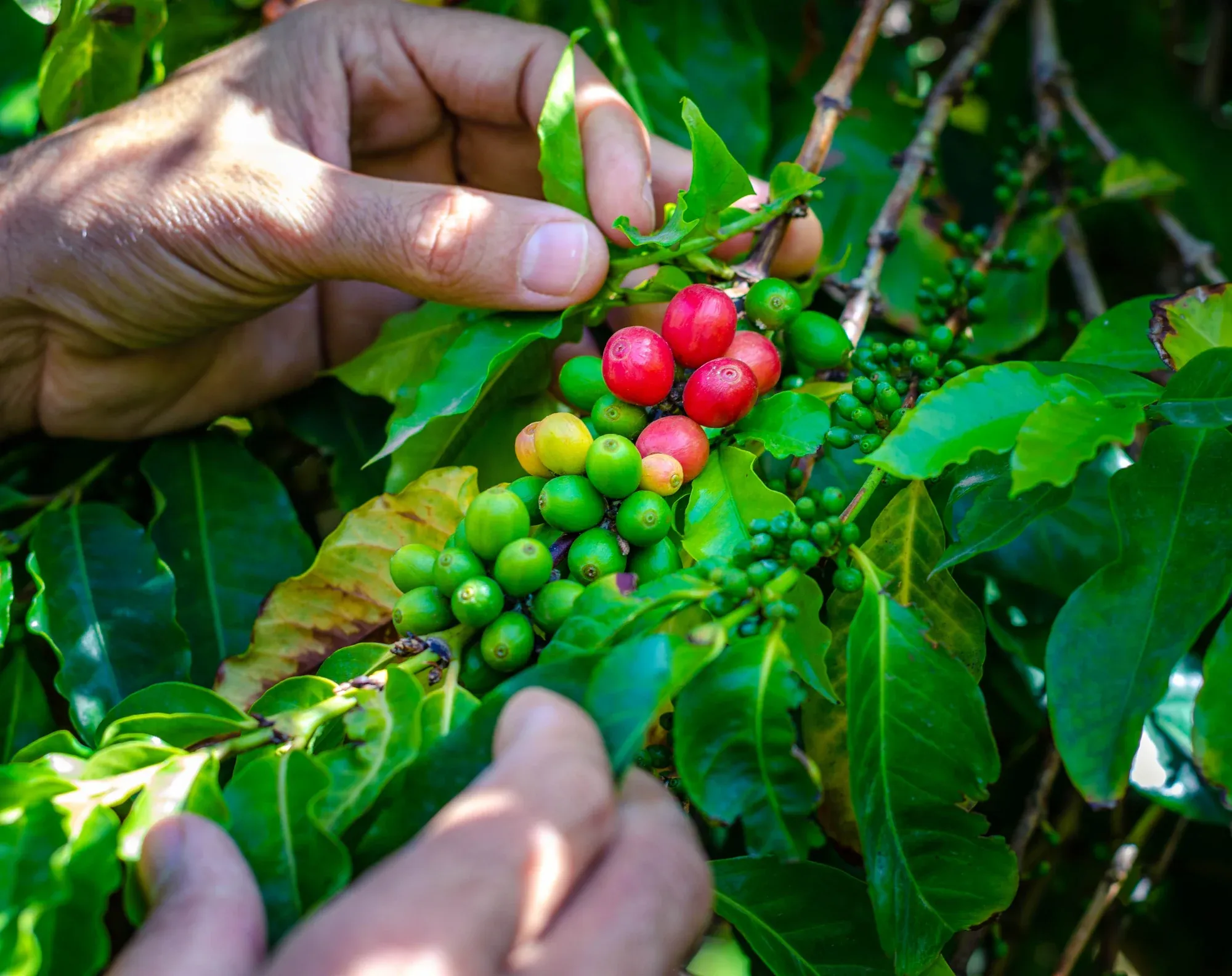 Manos sosteniendo un racimo de cerezas de café rojas y verdes en la rama.