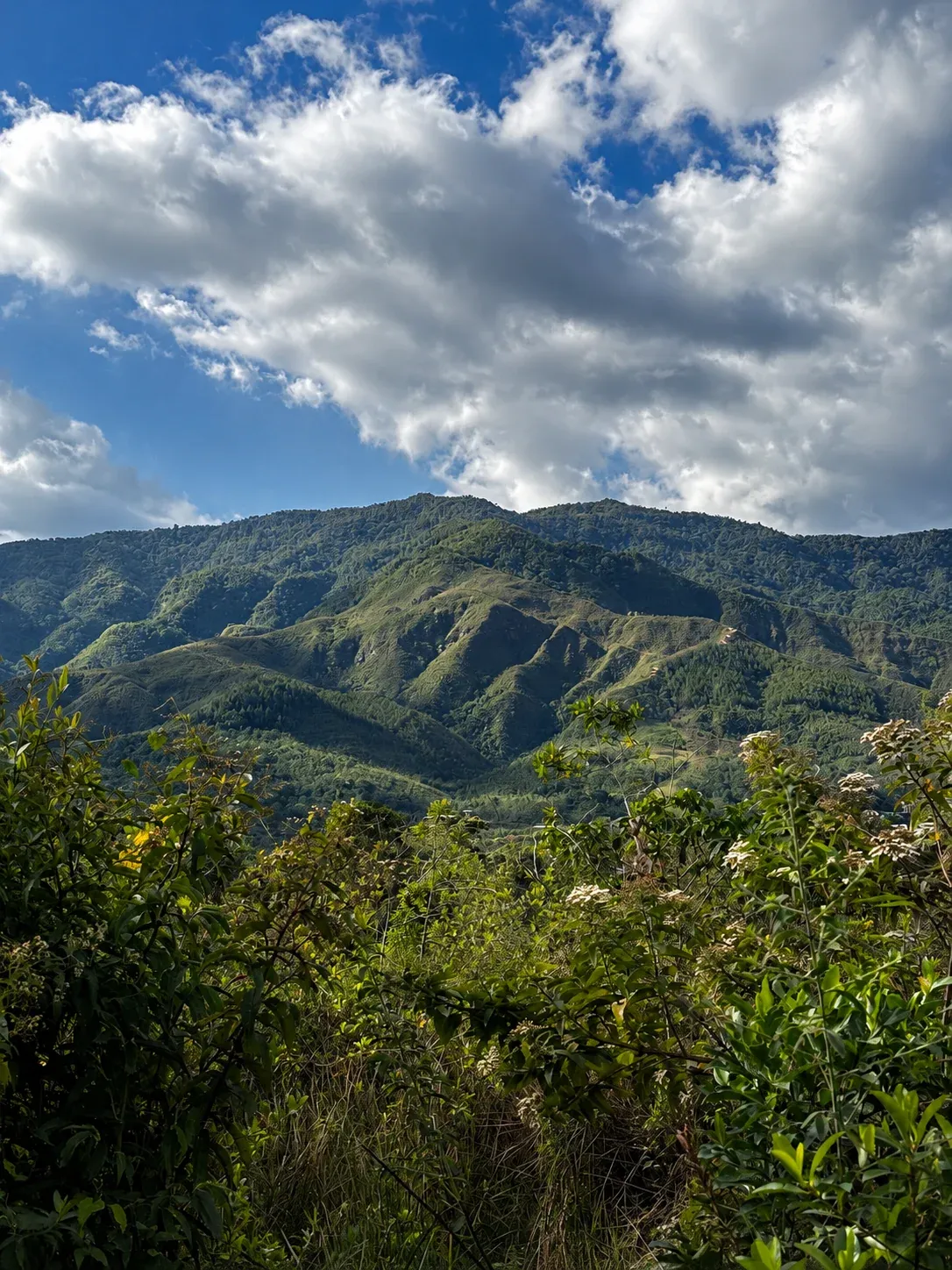 Cordillera verde bajo un cielo azul con nubes, con arbustos en flor en primer plano.