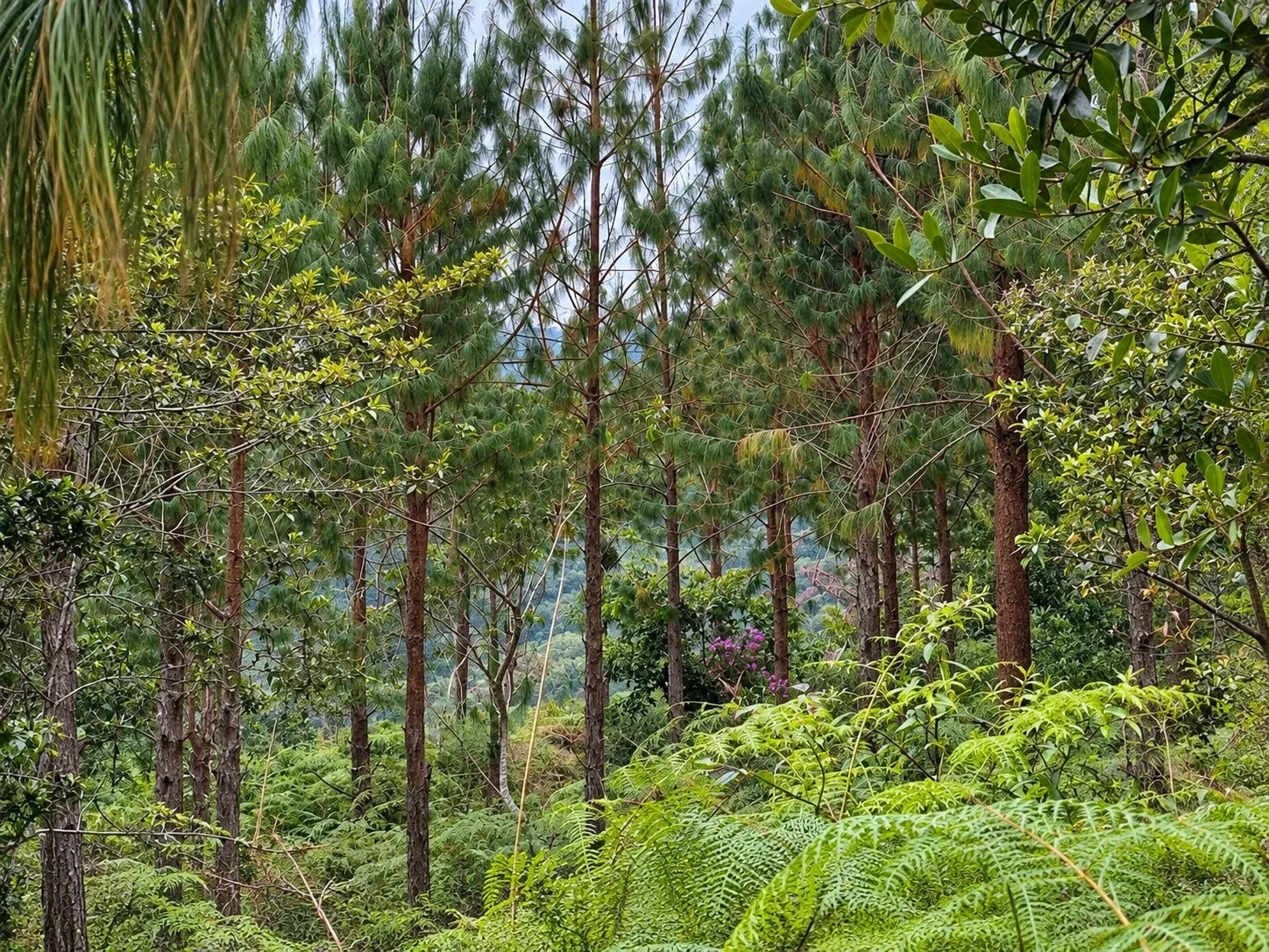 Pinos altos entre helechos y árboles de hoja ancha, con colinas al fondo.
