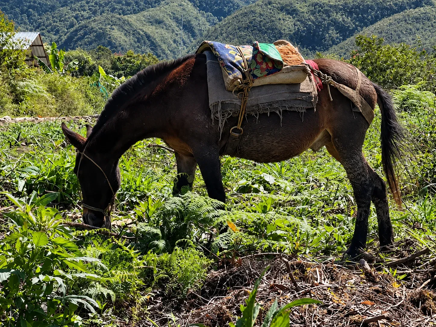 Mula con aparejo de tela y cuerda pastando entre vegetación, con montañas verdes detrás.