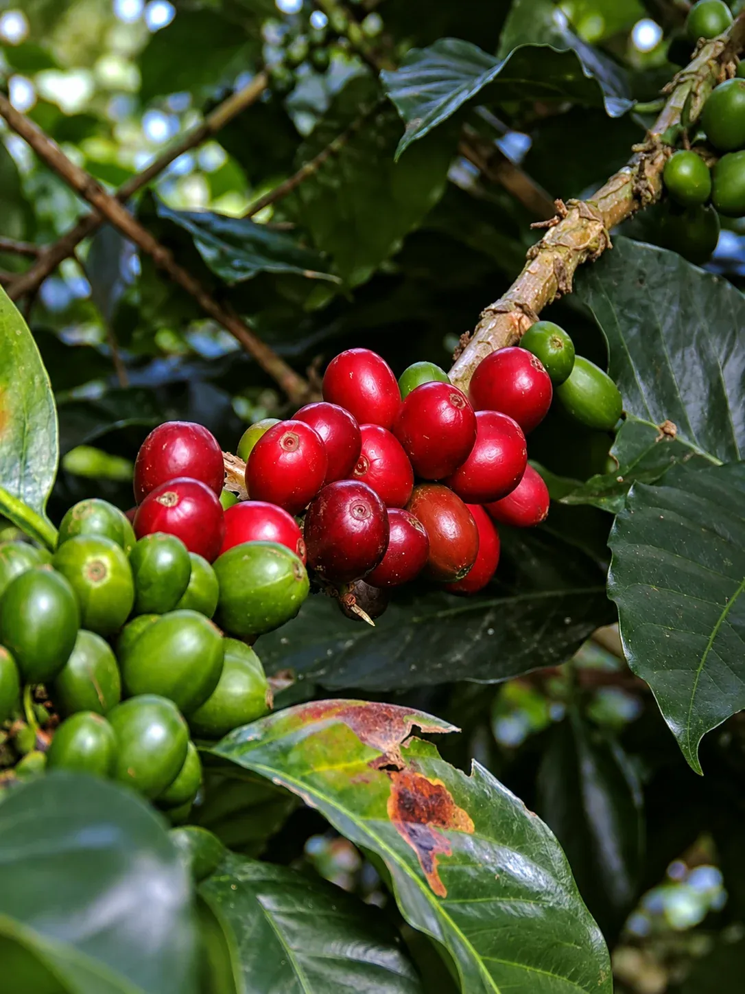 Racimo de cerezas de café rojas y verdes en una rama, entre hojas oscuras.