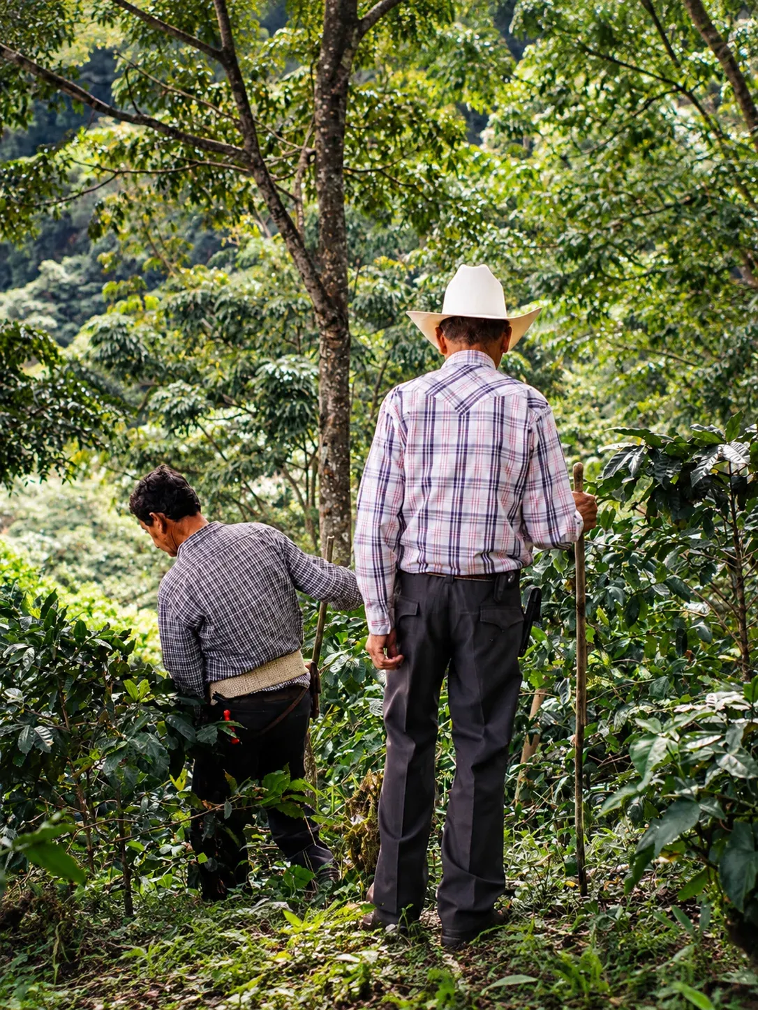 Dos hombres de espaldas entre plantas de café bajo árboles; uno lleva sombrero blanco y bastón.