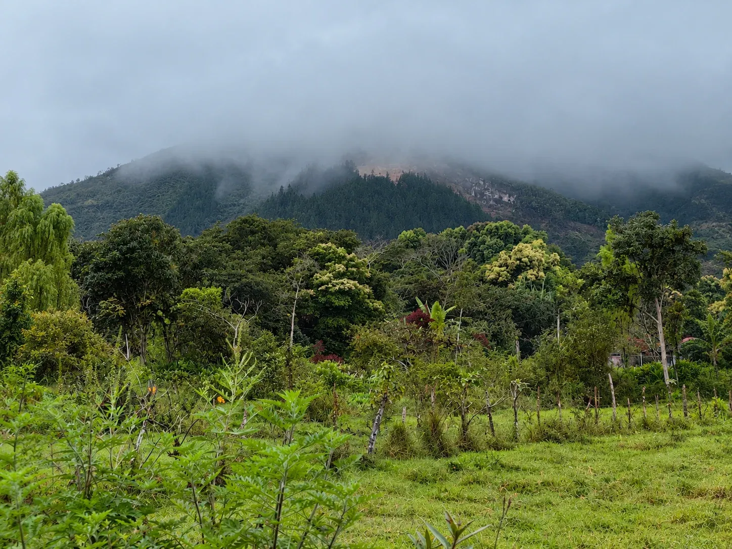 Montaña cubierta de niebla sobre árboles y pasto verde.