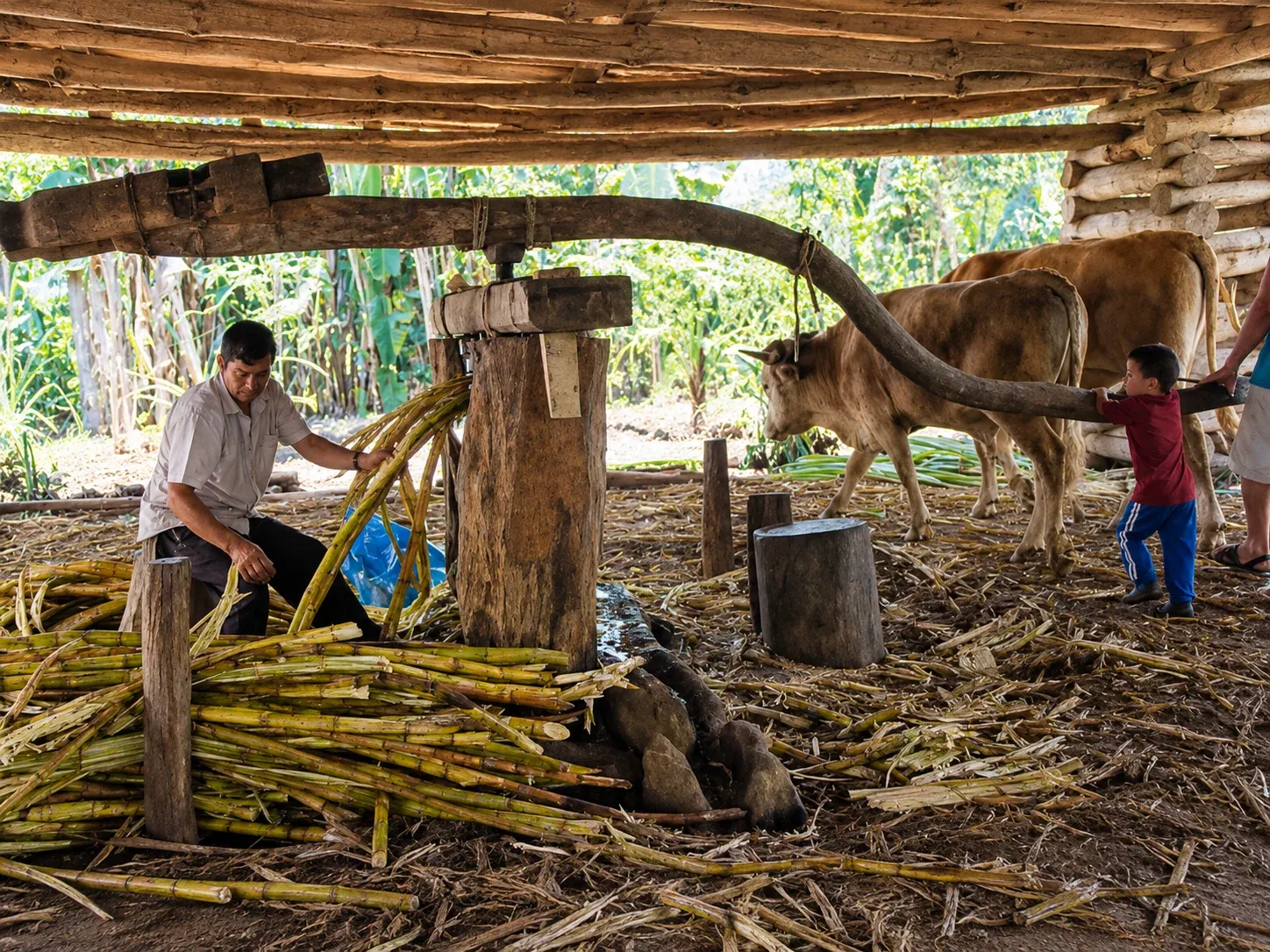 Trapiche de madera con dos bueyes y caña de azúcar; un hombre acomoda las cañas y un niño se apoya en la viga.