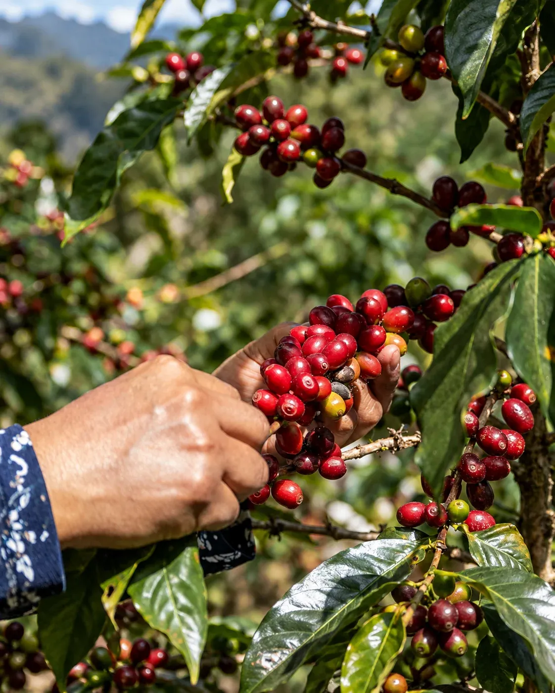 Manos recolectando cerezas de café maduras de una rama.